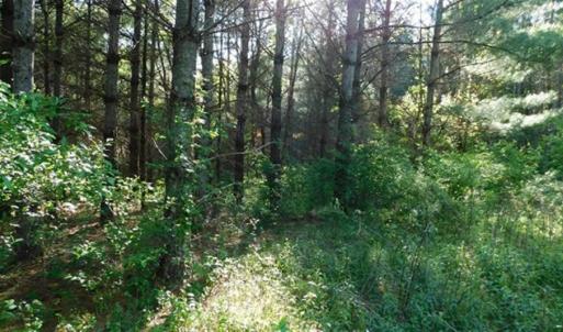 Photo of 15.67 Acres of Residential and Hunting Land For Sale in Pulaski County VA!