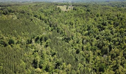 Photo of 35 Acres of Hunting and Residential Land For Sale in Henry County VA!