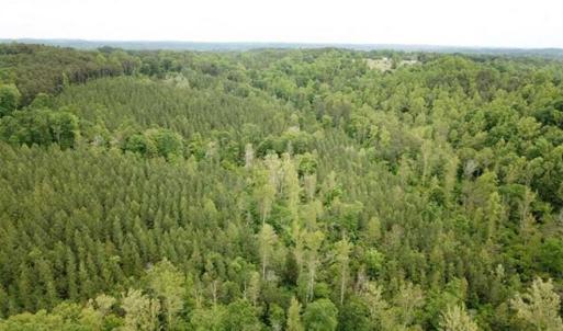 Photo of 35 Acres of Hunting and Residential Land For Sale in Henry County VA!