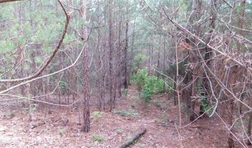 Photo of 35 Acres of Hunting and Residential Land For Sale in Henry County VA!