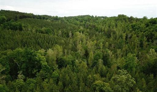 Photo of 35 Acres of Hunting and Residential Land For Sale in Henry County VA!
