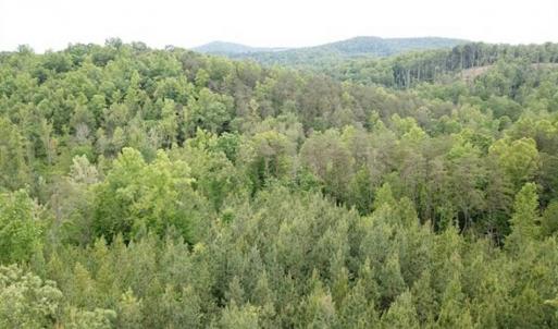 Photo of 35 Acres of Hunting and Residential Land For Sale in Henry County VA!