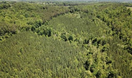 Photo of 35 Acres of Hunting and Residential Land For Sale in Henry County VA!