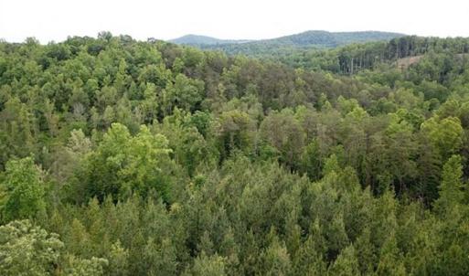 Photo of 35 Acres of Hunting and Residential Land For Sale in Henry County VA!