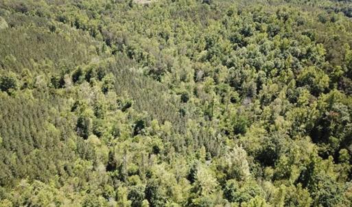 Photo of 35 Acres of Hunting and Residential Land For Sale in Henry County VA!