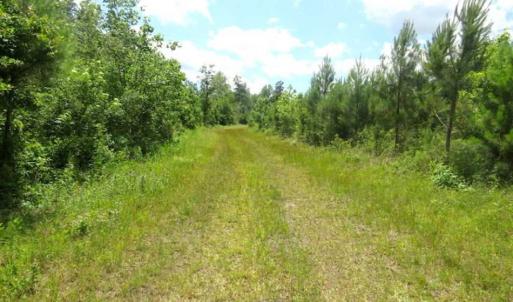 Photo of SOLD!!  197.24 Acres of Farm and Timber Land For Sale in Columbus County NC!