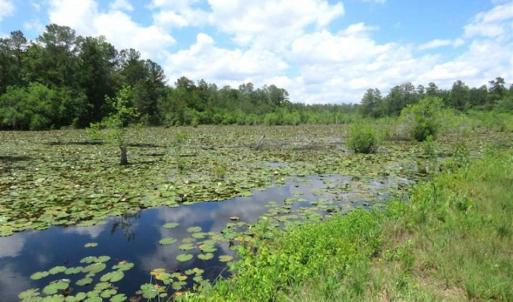 Photo of SOLD!!  197.24 Acres of Farm and Timber Land For Sale in Columbus County NC!