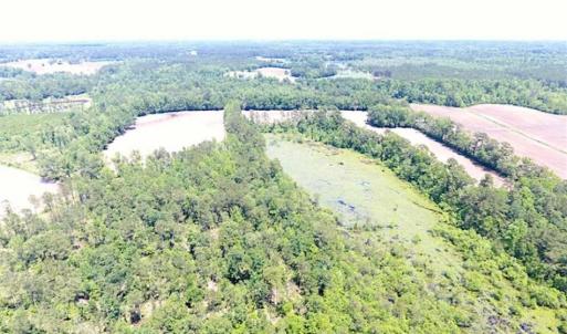 Photo of SOLD!!  197.24 Acres of Farm and Timber Land For Sale in Columbus County NC!