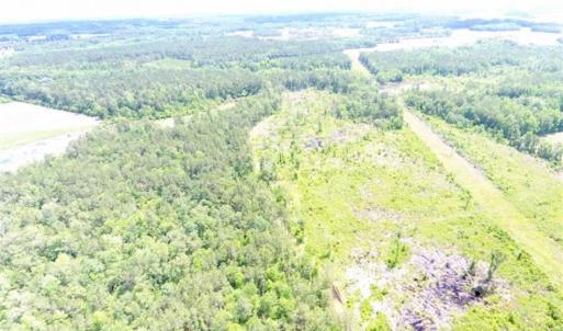 Photo of SOLD!!  197.24 Acres of Farm and Timber Land For Sale in Columbus County NC!