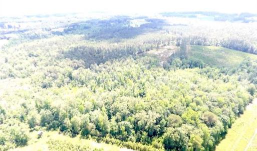 Photo of SOLD!!  197.24 Acres of Farm and Timber Land For Sale in Columbus County NC!
