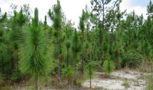 Photo of 48 Acres of Hunting and Timber Land for Sale in Dillon County SC!