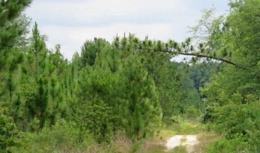 Photo of 48 Acres of Hunting and Timber Land for Sale in Dillon County SC!