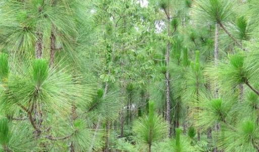 Photo of 48 Acres of Hunting and Timber Land for Sale in Dillon County SC!