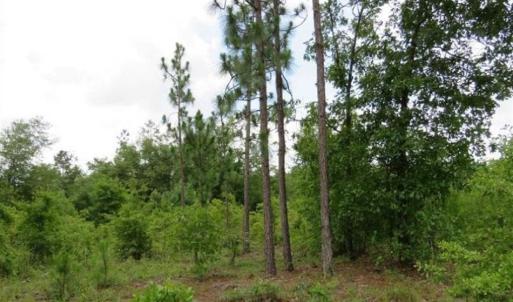 Photo of 48 Acres of Hunting and Timber Land for Sale in Dillon County SC!