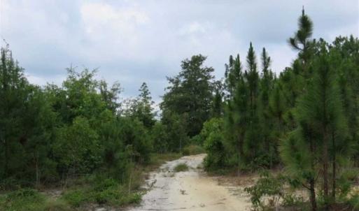 Photo of 48 Acres of Hunting and Timber Land for Sale in Dillon County SC!
