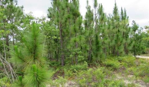 Photo of 48 Acres of Hunting and Timber Land for Sale in Dillon County SC!