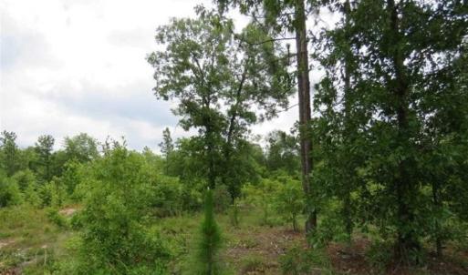 Photo of 48 Acres of Hunting and Timber Land for Sale in Dillon County SC!