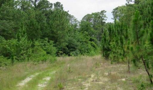 Photo of 48 Acres of Hunting and Timber Land for Sale in Dillon County SC!