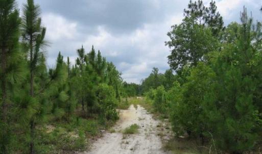 Photo of 48 Acres of Hunting and Timber Land for Sale in Dillon County SC!