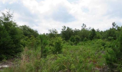Photo of 48 Acres of Hunting and Timber Land for Sale in Dillon County SC!