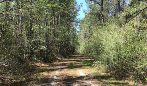 Photo of UNDER CONTRACT!!  257.92 Acres of Hunting and Timber Land For Sale in Brunswick County NC!
