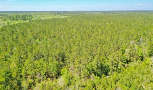 Photo of UNDER CONTRACT!!  257.92 Acres of Hunting and Timber Land For Sale in Brunswick County NC!