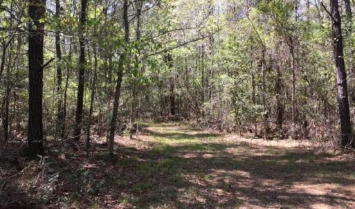 Photo of UNDER CONTRACT!!  257.92 Acres of Hunting and Timber Land For Sale in Brunswick County NC!