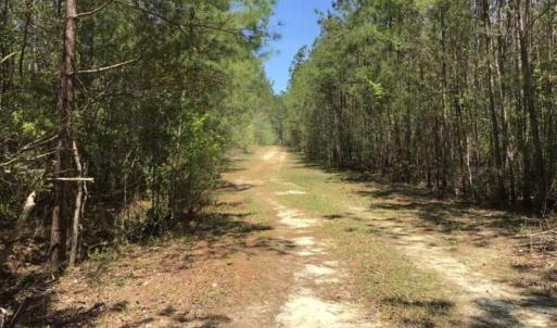 Photo of UNDER CONTRACT!!  257.92 Acres of Hunting and Timber Land For Sale in Brunswick County NC!