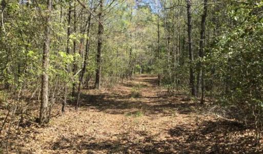 Photo of UNDER CONTRACT!!  257.92 Acres of Hunting and Timber Land For Sale in Brunswick County NC!