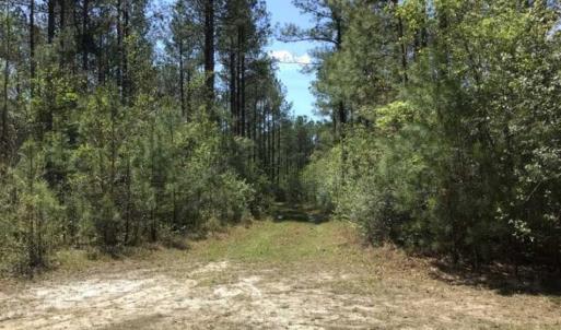 Photo of UNDER CONTRACT!!  257.92 Acres of Hunting and Timber Land For Sale in Brunswick County NC!