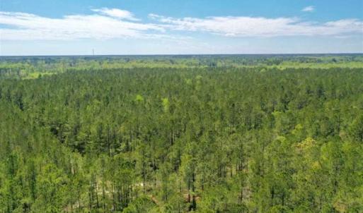 Photo of UNDER CONTRACT!!  257.92 Acres of Hunting and Timber Land For Sale in Brunswick County NC!