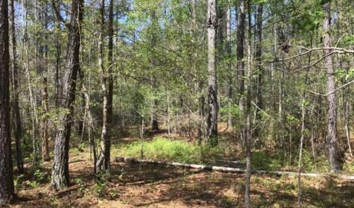 Photo of UNDER CONTRACT!!  257.92 Acres of Hunting and Timber Land For Sale in Brunswick County NC!