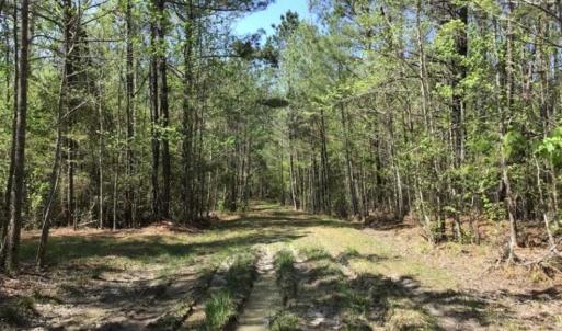 Photo of UNDER CONTRACT!!  257.92 Acres of Hunting and Timber Land For Sale in Brunswick County NC!