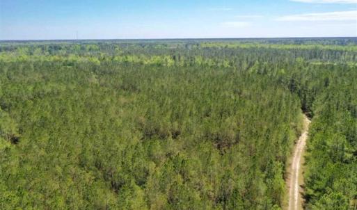 Photo of UNDER CONTRACT!!  257.92 Acres of Hunting and Timber Land For Sale in Brunswick County NC!