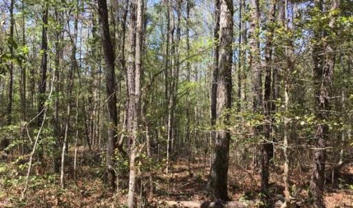Photo of UNDER CONTRACT!!  257.92 Acres of Hunting and Timber Land For Sale in Brunswick County NC!