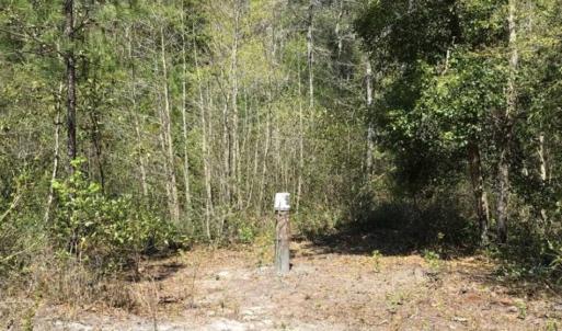 Photo of UNDER CONTRACT!!  257.92 Acres of Hunting and Timber Land For Sale in Brunswick County NC!