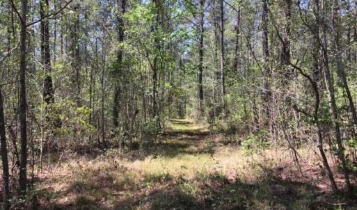Photo of UNDER CONTRACT!!  257.92 Acres of Hunting and Timber Land For Sale in Brunswick County NC!
