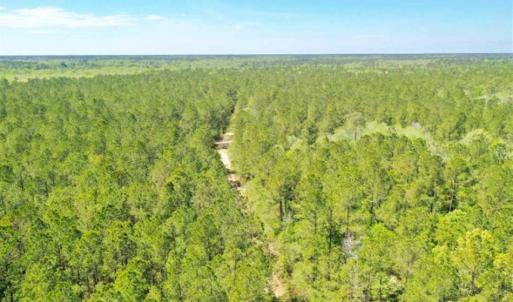 Photo of UNDER CONTRACT!!  257.92 Acres of Hunting and Timber Land For Sale in Brunswick County NC!