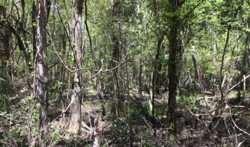 Photo of UNDER CONTRACT!!  257.92 Acres of Hunting and Timber Land For Sale in Brunswick County NC!