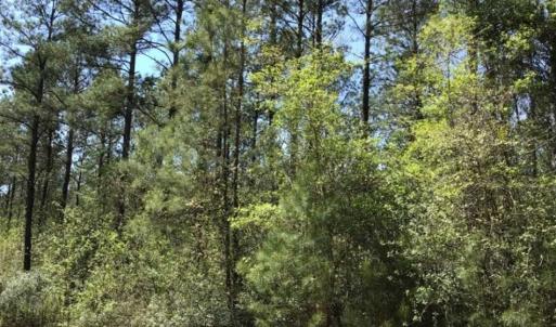 Photo of UNDER CONTRACT!!  257.92 Acres of Hunting and Timber Land For Sale in Brunswick County NC!