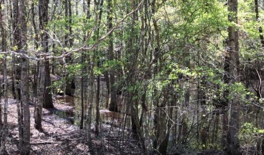 Photo of UNDER CONTRACT!!  257.92 Acres of Hunting and Timber Land For Sale in Brunswick County NC!