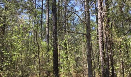 Photo of UNDER CONTRACT!!  257.92 Acres of Hunting and Timber Land For Sale in Brunswick County NC!