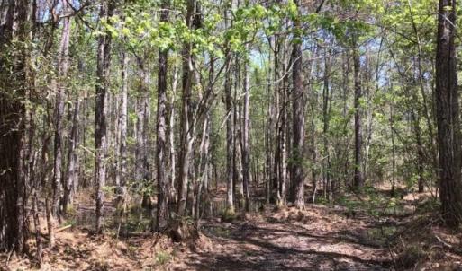 Photo of UNDER CONTRACT!!  257.92 Acres of Hunting and Timber Land For Sale in Brunswick County NC!