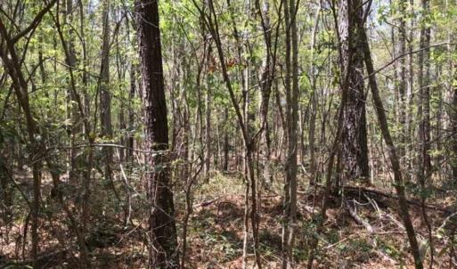 Photo of UNDER CONTRACT!!  257.92 Acres of Hunting and Timber Land For Sale in Brunswick County NC!