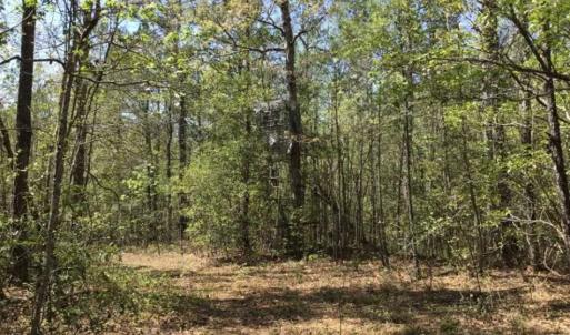 Photo of UNDER CONTRACT!!  257.92 Acres of Hunting and Timber Land For Sale in Brunswick County NC!