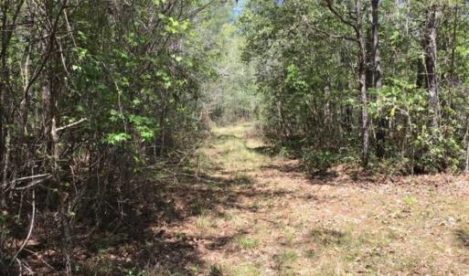 Photo of UNDER CONTRACT!!  257.92 Acres of Hunting and Timber Land For Sale in Brunswick County NC!