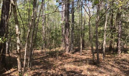Photo of UNDER CONTRACT!!  257.92 Acres of Hunting and Timber Land For Sale in Brunswick County NC!