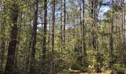 Photo of UNDER CONTRACT!!  257.92 Acres of Hunting and Timber Land For Sale in Brunswick County NC!