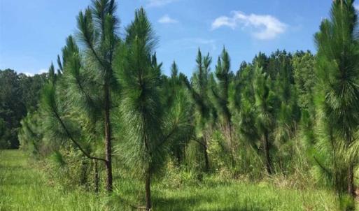 Photo of SOLD!!  445 Acres of Hunting Land with Home For Sale in Bamberg County SC!