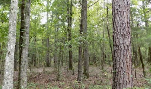 Photo of SOLD!!  445 Acres of Hunting Land with Home For Sale in Bamberg County SC!